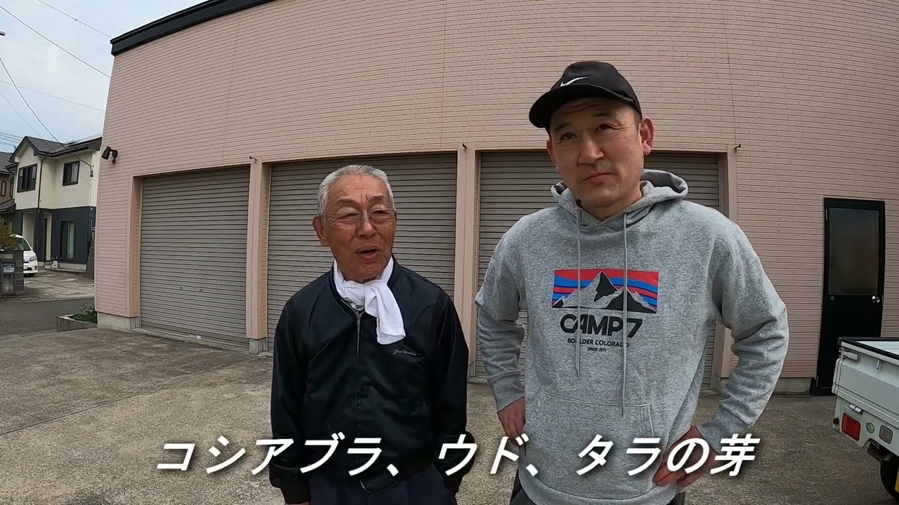 【山菜採り】タラの芽・コシアブラ・ウド・ハリギリ・山の恵みを頂きました！