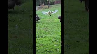 Slow Motion Goose Trying To Fly