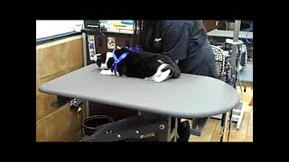 Cc Nail Trim Petsmart 11 19 25
