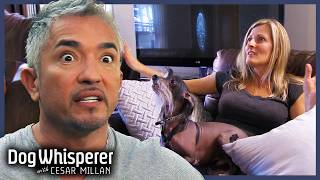 Chinese Crested Dogs Refuse to Share Their Owner! | Full Episodes | Dog Whisperer With Cesar Millan