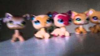 Lps all my shorthair cat mp4