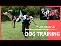 Viorel scinteie best dog training with working dogs for schutzhund 