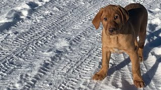 Good life for a good boy. Easy going, loyal fox red Labrador Macallan by Wild Country Ranch 1,337 views 2 months ago 48 seconds