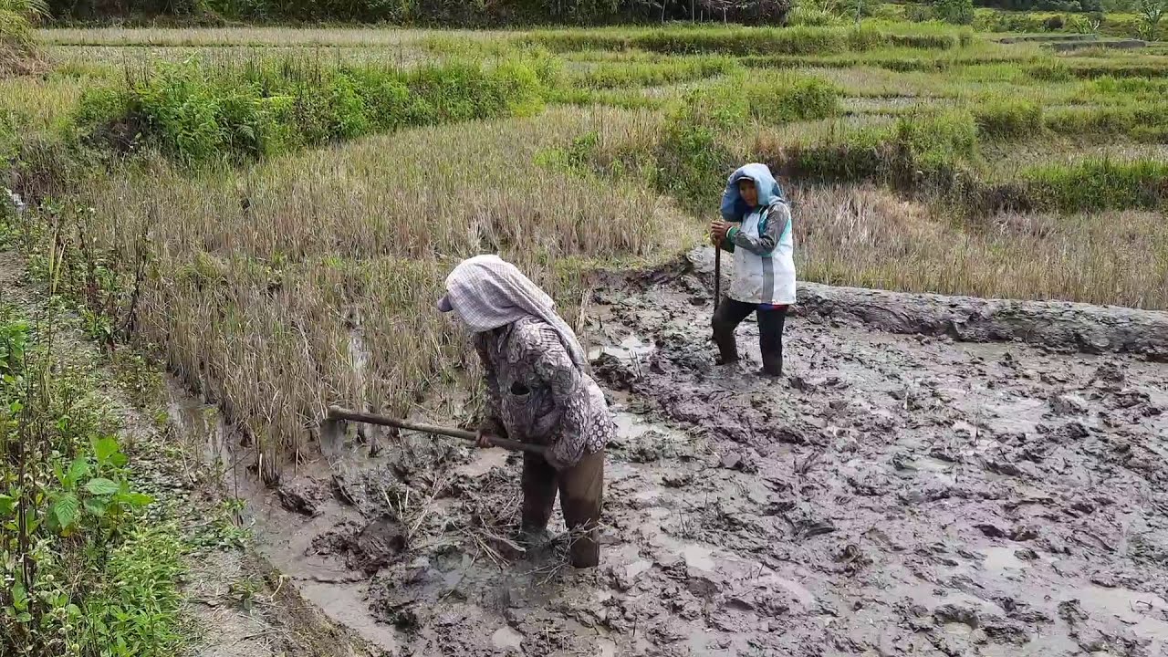 PERJUANGAN PETANI PADI CANGKUL SAWAH