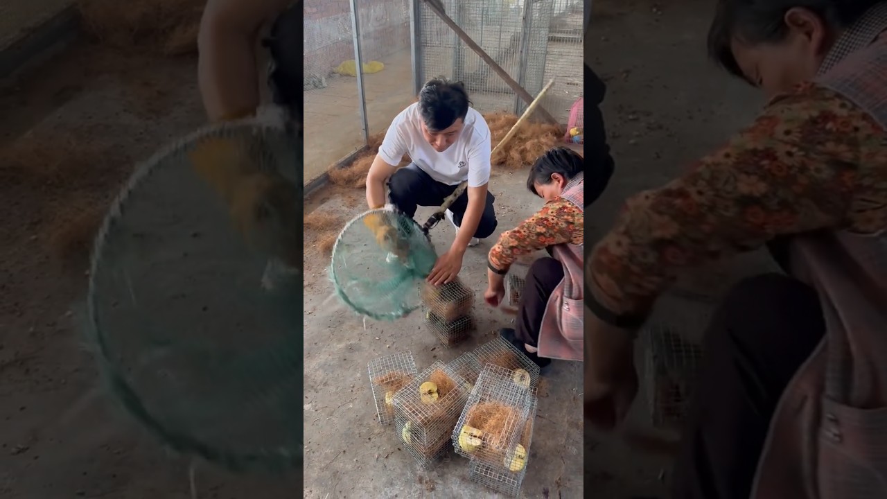 Squirrel Harvesting: From Farm Cage to Market Small Cage 👀