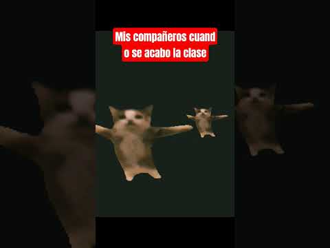 xd verdadero