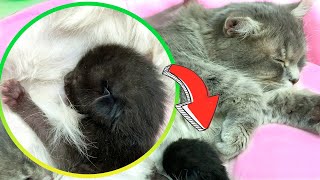 Adopted kitten eats mom cat's milk and is growing in weight