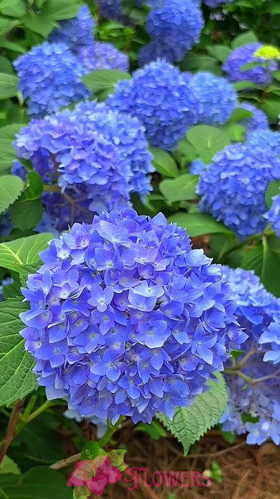 Bunga Bokor | Hortensia (Hidrangea macrophylla) #flowers #flowerbloom #nature
