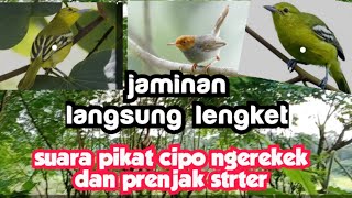 suara pikat cipo ngerekek dan prenjak starter@Leoandromedha, channel.