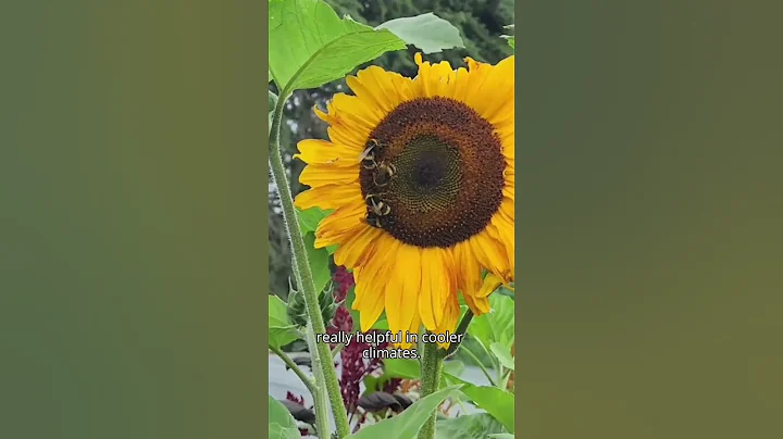 Top 10 Beneficial Insects - Gardening NZ - Kings Seeds