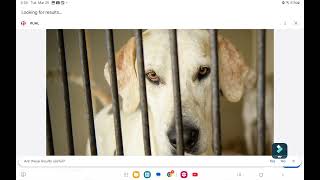ASPCA TV Commercial "Choice Of Dogs" 2023
