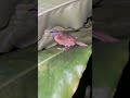 A bird is sleeping