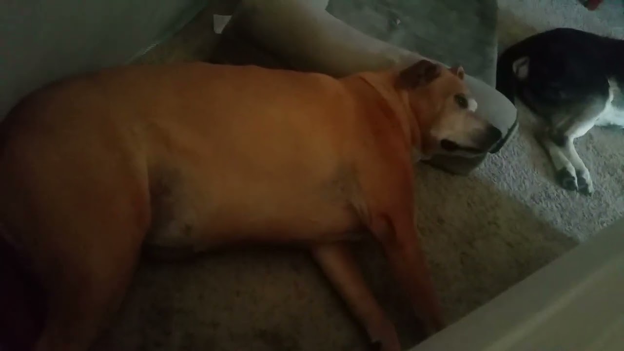 Bailey The Pitbull Mix Dreams Pt2 