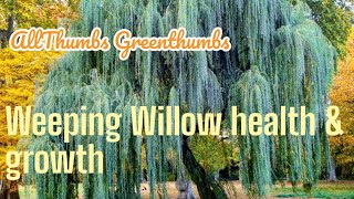 Famous Embrace the Elegance: Mastering Weeping Willow Care Wealth