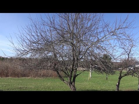 Video: Pruning An Old Apple Tree: How To Prune Correctly In The Fall? How To Rejuvenate A Tree In Spring According To The Scheme For Beginners? Pruning Adult Neglected Apple Trees