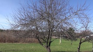 How to Prune A Really Neglected Apple Tree
