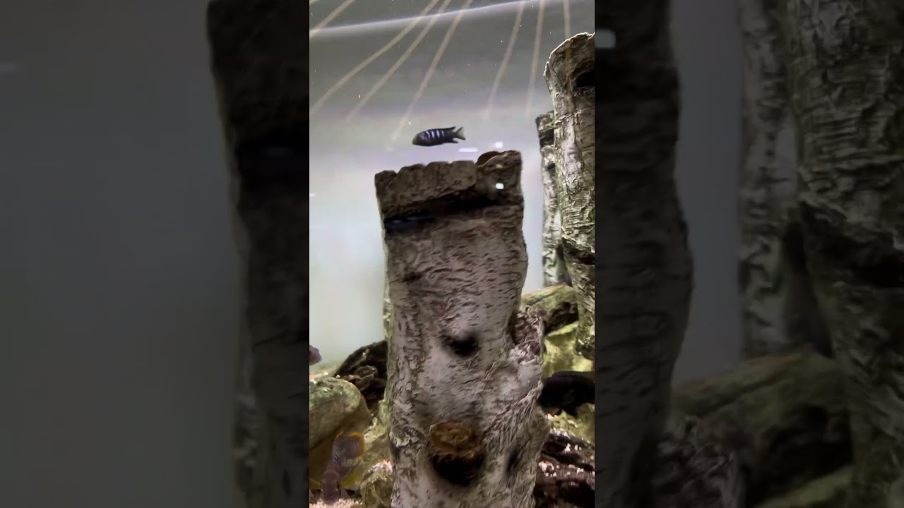 😍😍green terror fish || cichlid fish aquarium tank setup 