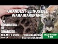 Waraira Repano - En el sector de Guarenas | En Busqueda de Grandes Mamíferos | Parte 4/4