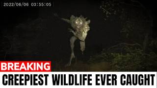 60 CREEPIEST Wildlife and Cryptid Encounters Mainstream Media Never Showed You!