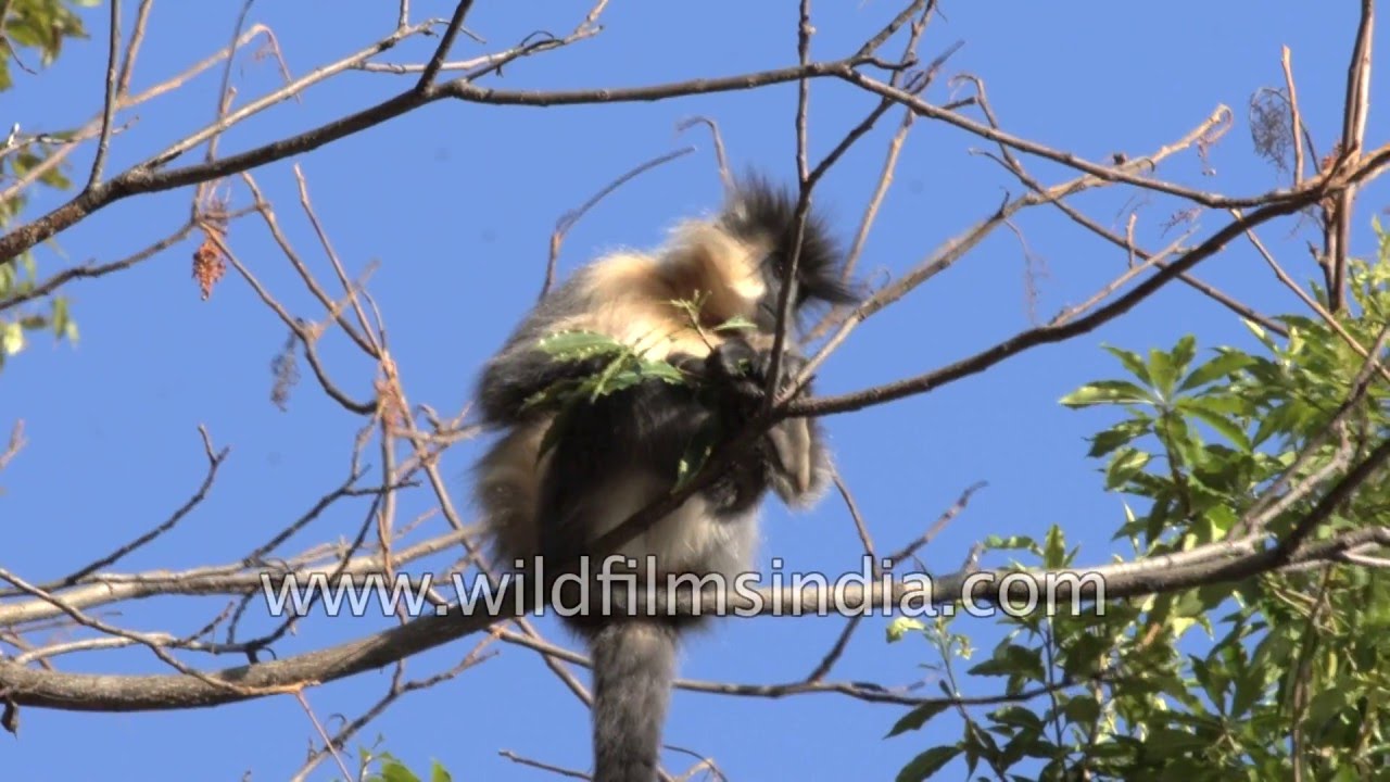 Capped Langurs feast on monkey beans near Lumla, Arunachal Pradesh