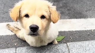 The paralyzed little golden hair on the roadside keeps chasing after him.