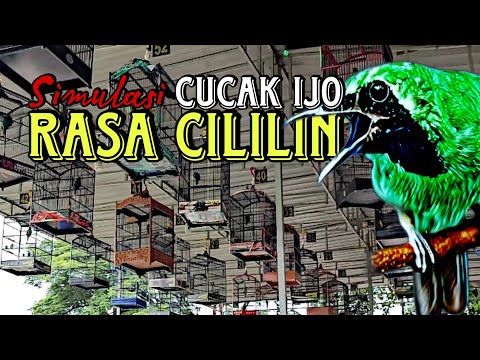 Cucak hijau \"live\" Lomba