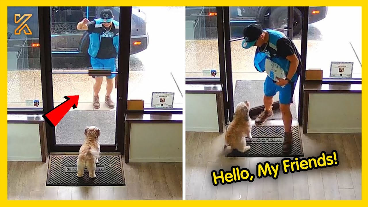 🐕 When Delivery Drivers Meet Fur Babies: Funny Moments Caught on Camera ...