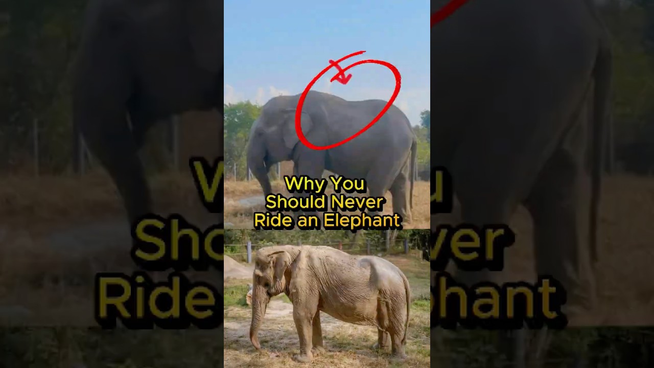 Why You Should Never Ride an Elephant 🐘💔 