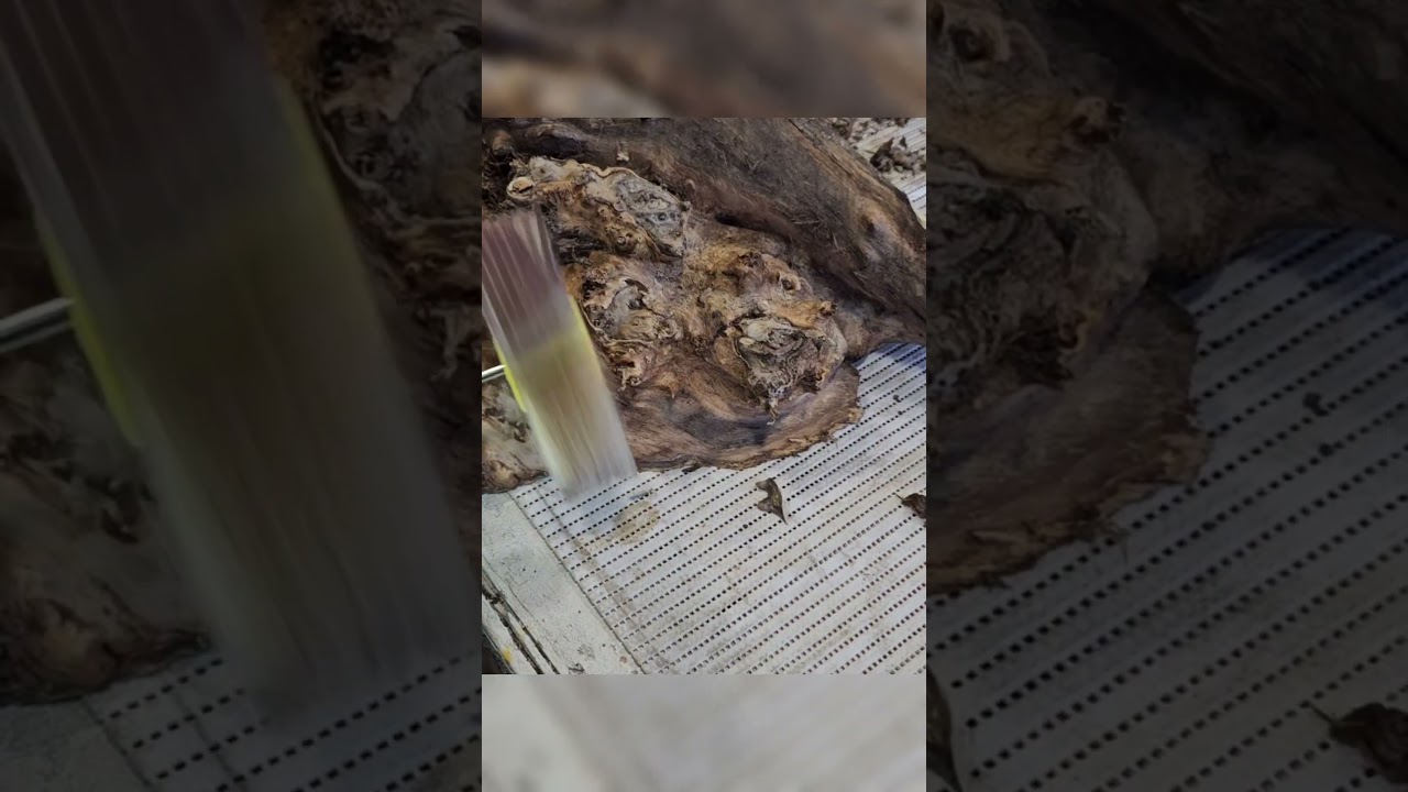 Uncovering the Hidden Beauty of Old Poplar Burl Wood