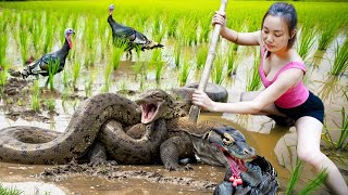 Download Lagu Rescue Animals: Rescue Turkey's Mother Chickens from the Attack of Giant Pythons \u0026 Dragon Komado! MP3 Download Lagu Rescue Animals: Rescue Turkey's Mother Chickens from the Attack of Giant Pythons \u0026 Dragon Komado! MP3