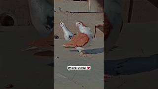 Original Fancy Sherazi Kabotar | Fancy Pigeon | Kabotarbazi