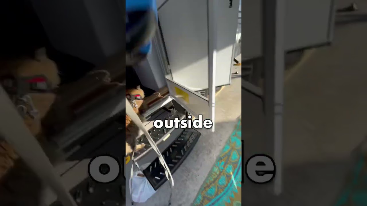 TIP for WALKING your CAT ON LEASH 🐈 