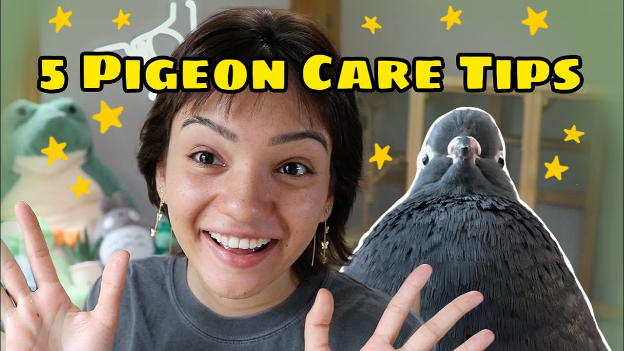 5 Pet Pigeon Care Tips You Might Not Know! 5 Pet Pigeon Care Tips You Might Not Know!