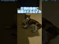 絶対に逃がさない猫#cats