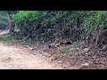 Monkey killed by yellow thorted Martin sabhar road Corbett national park dhikala jone
