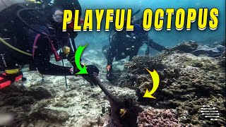 Friendly Octopus Welcomes Divers For Play
