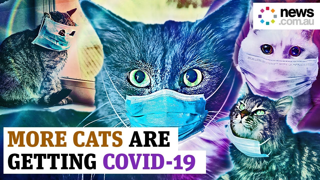 COVID-19: More cats are infected than previously thought 