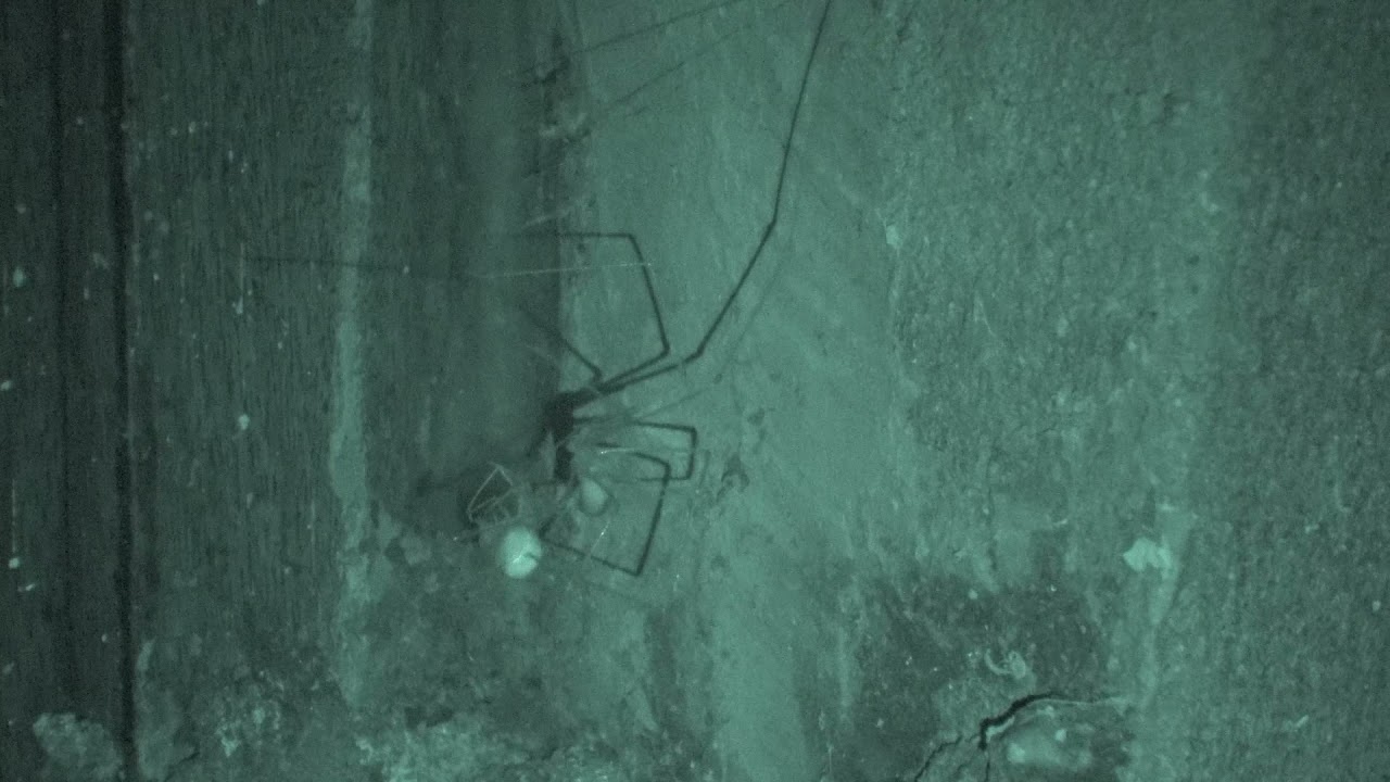 Basement Cam: Daddy long legs hunt & Kill another sider (Pholcus phalangioides)