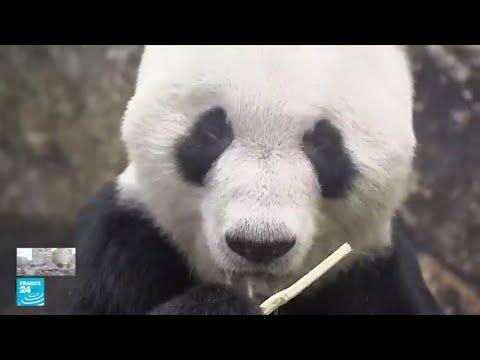 بالدموع وصيحات الوداع اليابان تعيد باندا عملاقة لموطنها في الصين 