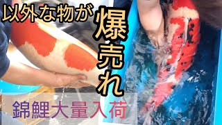 Nishikigoi Buyer] The large Nishikigoi was amazing What?! It