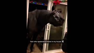 Peter the horse is here meme