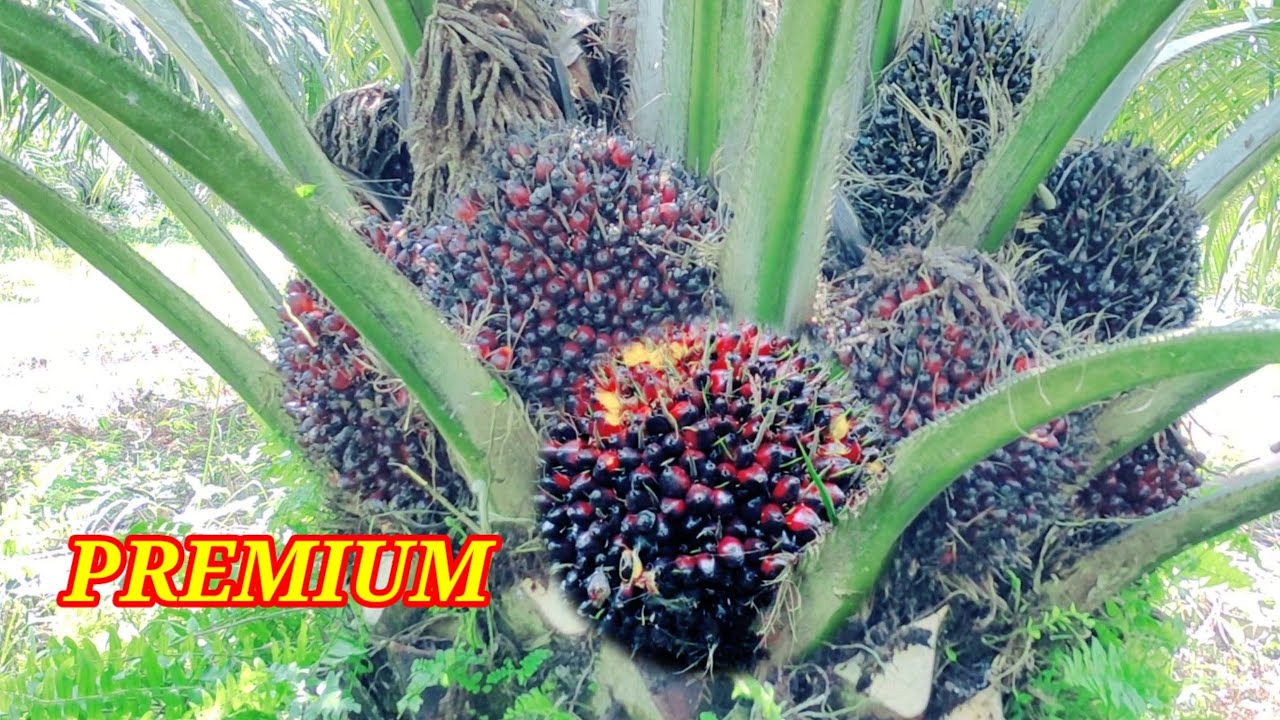 panen sawit Lonsum berbuah tanpa jeda