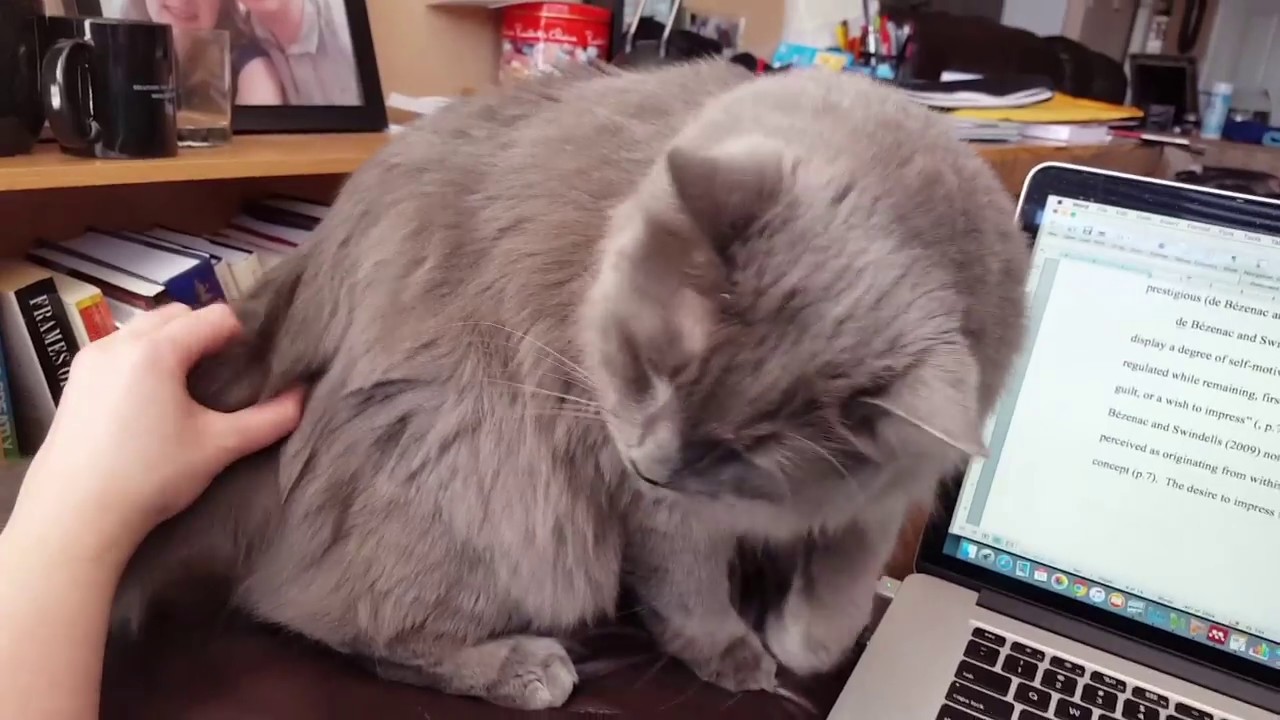 Cat Lick Spot Youtube