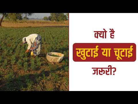 चने की खुटाई या चूटाई का महत्व - चने की खुटाई या चूटाई का महत्व