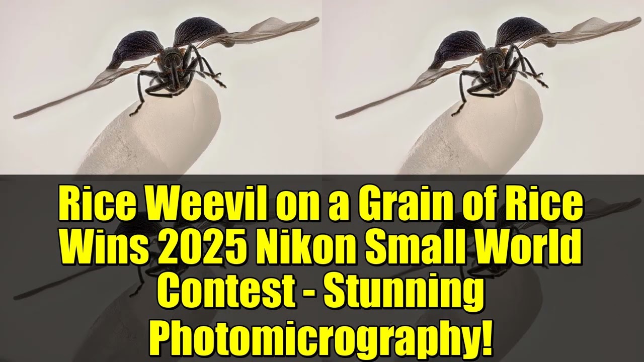 Рисовый долгоносик на зернышке риса побеждает в конкурсе Nikon Small World Contest 2025 года за п...