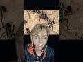 Ants triage their wounded