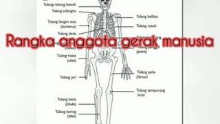 Rangka anggota gerak manusia