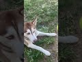 My Perfect Life #dog #husky #pets #doglife #play #pet #dogbreed #happy #shortsvideo #subscribe