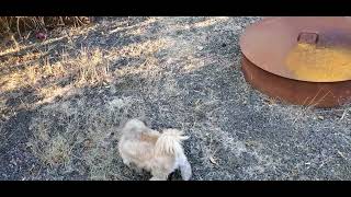 Lexi trained to poop on command