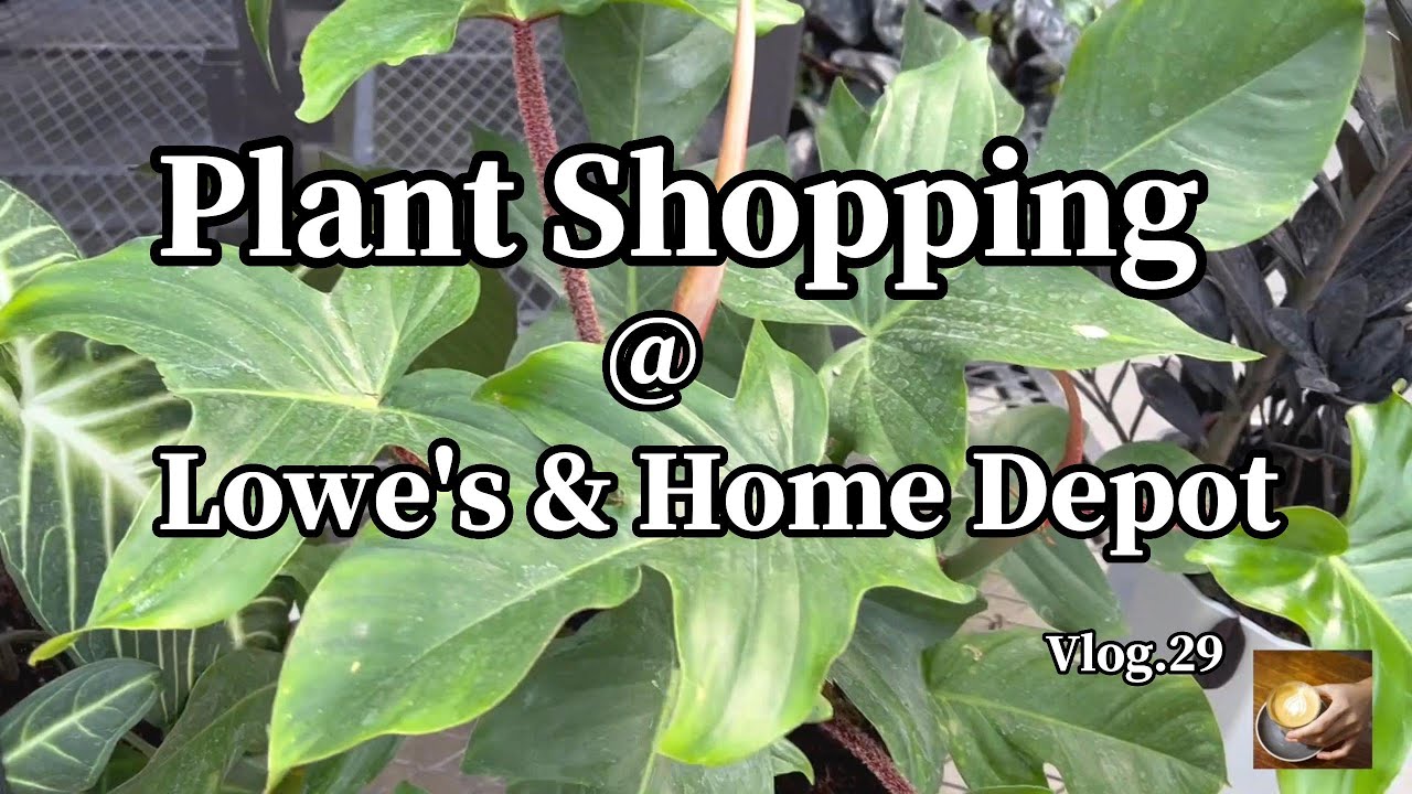 五金店花卉及秋季种球购买建议Vlog.29 Plant Shopping Lowe's & Home Depot Philodendron